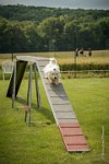 0016AGILITY CLAYE SOUILLY - CAT A - JM LEELOO AGI 1106- : 1er degré, 2016, 26 JUIN 2016, COTON DE TULEAR, Catégorie A, Claye Souilly, Dossard 7, JM LEELOO
