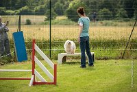 0021AGILITY CLAYE SOUILLY - CAT A - JM LEELOO AGI 1111- : 1er degré, 2016, 26 JUIN 2016, COTON DE TULEAR, Catégorie A, Claye Souilly, Dossard 7, JM LEELOO