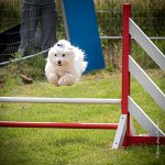 0023AGILITY CLAYE SOUILLY - CAT A - JM LEELOO AGI 1112- : 1er degré, 2016, 26 JUIN 2016, COTON DE TULEAR, Catégorie A, Claye Souilly, Dossard 7, JM LEELOO