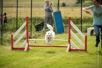 0024AGILITY CLAYE SOUILLY - CAT A - JM LEELOO AGI 1113- : 1er degré, 2016, 26 JUIN 2016, COTON DE TULEAR, Catégorie A, Claye Souilly, Dossard 7, JM LEELOO