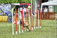 010AGI CLAYE SOUILLY - HIGUAEDA -25062017-AGI 7455AGILITY 3 : 2017, 25 JUIN 2017, AGILITY 3, AGILITY CLAYE SOUILLY 2017, CAT.C, D50, HIGUAEDA