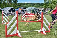 017AGI CLAYE SOUILLY - HIGUAEDA -25062017-AGI 7465AGILITY 3 : 2017, 25 JUIN 2017, AGILITY 3, AGILITY CLAYE SOUILLY 2017, CAT.C, D50, HIGUAEDA