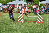 002AGI CLAYE SOUILLY - JAWAK -25062017-AGI 6505STANDARD : 2017, 25 JUIN 2017, AGILITY CLAYE SOUILLY 2017, AGILITY STANDARD, CAT.C, D49, JAWAK