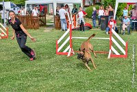 004AGI CLAYE SOUILLY - JAWAK -25062017-AGI 6507STANDARD : 2017, 25 JUIN 2017, AGILITY CLAYE SOUILLY 2017, AGILITY STANDARD, CAT.C, D49, JAWAK