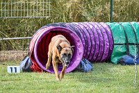 005AGI CLAYE SOUILLY - JAWAK -25062017-AGI 6508STANDARD : 2017, 25 JUIN 2017, AGILITY CLAYE SOUILLY 2017, AGILITY STANDARD, CAT.C, D49, JAWAK