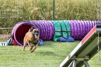 006AGI CLAYE SOUILLY - JAWAK -25062017-AGI 6509STANDARD : 2017, 25 JUIN 2017, AGILITY CLAYE SOUILLY 2017, AGILITY STANDARD, CAT.C, D49, JAWAK