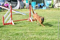 011AGI CLAYE SOUILLY - JAWAK -25062017-AGI 6514STANDARD : 2017, 25 JUIN 2017, AGILITY CLAYE SOUILLY 2017, AGILITY STANDARD, CAT.C, D49, JAWAK