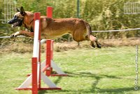 013AGI CLAYE SOUILLY - JAWAK -25062017-AGI 6516STANDARD : 2017, 25 JUIN 2017, AGILITY CLAYE SOUILLY 2017, AGILITY STANDARD, CAT.C, D49, JAWAK