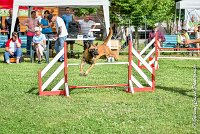 015AGI CLAYE SOUILLY - JAWAK -25062017-AGI 6521STANDARD : 2017, 25 JUIN 2017, AGILITY CLAYE SOUILLY 2017, AGILITY STANDARD, CAT.C, D49, JAWAK