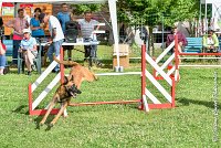 016AGI CLAYE SOUILLY - JAWAK -25062017-AGI 6522STANDARD : 2017, 25 JUIN 2017, AGILITY CLAYE SOUILLY 2017, AGILITY STANDARD, CAT.C, D49, JAWAK