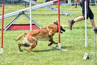 022AGI CLAYE SOUILLY - JAWAK -25062017-AGI 7739AGILITY 2 : 2017, 25 JUIN 2017, AGILITY 2, AGILITY CLAYE SOUILLY 2017, CAT.C, D49, JAWAK