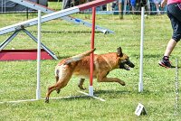 023AGI CLAYE SOUILLY - JAWAK -25062017-AGI 7740AGILITY 2 : 2017, 25 JUIN 2017, AGILITY 2, AGILITY CLAYE SOUILLY 2017, CAT.C, D49, JAWAK