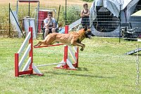 026AGI CLAYE SOUILLY - JAWAK -25062017-AGI 7743AGILITY 2 : 2017, 25 JUIN 2017, AGILITY 2, AGILITY CLAYE SOUILLY 2017, CAT.C, D49, JAWAK