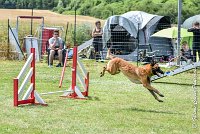 027AGI CLAYE SOUILLY - JAWAK -25062017-AGI 7744AGILITY 2 : 2017, 25 JUIN 2017, AGILITY 2, AGILITY CLAYE SOUILLY 2017, CAT.C, D49, JAWAK