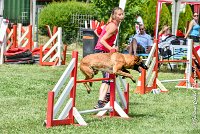 030AGI CLAYE SOUILLY - JAWAK -25062017-AGI 7750AGILITY 2 : 2017, 25 JUIN 2017, AGILITY 2, AGILITY CLAYE SOUILLY 2017, CAT.C, D49, JAWAK