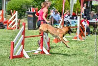 031AGI CLAYE SOUILLY - JAWAK -25062017-AGI 7751AGILITY 2 : 2017, 25 JUIN 2017, AGILITY 2, AGILITY CLAYE SOUILLY 2017, CAT.C, D49, JAWAK