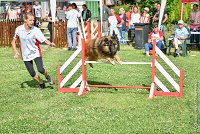 003-MIK -25062017-AGI 6527STANDARD : 2017, 25 JUIN 2017, AGILITY CLAYE SOUILLY 2017, AGILITY STANDARD, CAT.C, D55, VIGILIA SACRA MIK