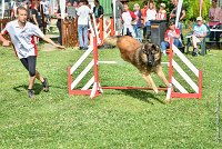 004-MIK -25062017-AGI 6528STANDARD : 2017, 25 JUIN 2017, AGILITY CLAYE SOUILLY 2017, AGILITY STANDARD, CAT.C, D55, VIGILIA SACRA MIK