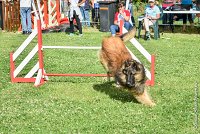 005-MIK -25062017-AGI 6529STANDARD : 2017, 25 JUIN 2017, AGILITY CLAYE SOUILLY 2017, AGILITY STANDARD, CAT.C, D55, VIGILIA SACRA MIK