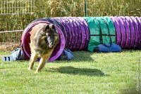 008-MIK -25062017-AGI 6532STANDARD : 2017, 25 JUIN 2017, AGILITY CLAYE SOUILLY 2017, AGILITY STANDARD, CAT.C, D55, VIGILIA SACRA MIK