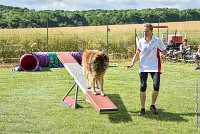 010-MIK -25062017-AGI 6534STANDARD : 2017, 25 JUIN 2017, AGILITY CLAYE SOUILLY 2017, AGILITY STANDARD, CAT.C, D55, VIGILIA SACRA MIK