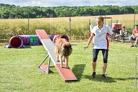 011-MIK -25062017-AGI 6535STANDARD : 2017, 25 JUIN 2017, AGILITY CLAYE SOUILLY 2017, AGILITY STANDARD, CAT.C, D55, VIGILIA SACRA MIK