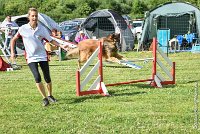 012-MIK -25062017-AGI 6536STANDARD : 2017, 25 JUIN 2017, AGILITY CLAYE SOUILLY 2017, AGILITY STANDARD, CAT.C, D55, VIGILIA SACRA MIK