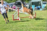 013-MIK -25062017-AGI 6537STANDARD : 2017, 25 JUIN 2017, AGILITY CLAYE SOUILLY 2017, AGILITY STANDARD, CAT.C, D55, VIGILIA SACRA MIK