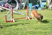 014-MIK -25062017-AGI 6538STANDARD : 2017, 25 JUIN 2017, AGILITY CLAYE SOUILLY 2017, AGILITY STANDARD, CAT.C, D55, VIGILIA SACRA MIK