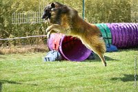 017-MIK -25062017-AGI 6541STANDARD : 2017, 25 JUIN 2017, AGILITY CLAYE SOUILLY 2017, AGILITY STANDARD, CAT.C, D55, VIGILIA SACRA MIK