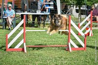 020-MIK -25062017-AGI 6547STANDARD : 2017, 25 JUIN 2017, AGILITY CLAYE SOUILLY 2017, AGILITY STANDARD, CAT.C, D55, VIGILIA SACRA MIK