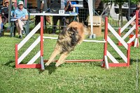 021-MIK -25062017-AGI 6548STANDARD : 2017, 25 JUIN 2017, AGILITY CLAYE SOUILLY 2017, AGILITY STANDARD, CAT.C, D55, VIGILIA SACRA MIK