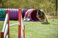 033-MIK -25062017-AGI 7414AGILITY 1 : 2017, 25 JUIN 2017, AGILITY 1, AGILITY CLAYE SOUILLY 2017, CAT.C, D55, VIGILIA SACRA MIK