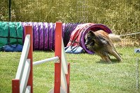 034-MIK -25062017-AGI 7415AGILITY 1 : 2017, 25 JUIN 2017, AGILITY 1, AGILITY CLAYE SOUILLY 2017, CAT.C, D55, VIGILIA SACRA MIK