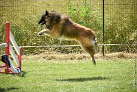 035-MIK -25062017-AGI 7416AGILITY 1 : 2017, 25 JUIN 2017, AGILITY 1, AGILITY CLAYE SOUILLY 2017, CAT.C, D55, VIGILIA SACRA MIK