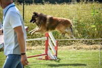 036-MIK -25062017-AGI 7417AGILITY 1 : 2017, 25 JUIN 2017, AGILITY 1, AGILITY CLAYE SOUILLY 2017, CAT.C, D55, VIGILIA SACRA MIK