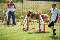 037-MIK -25062017-AGI 7418AGILITY 1 : 2017, 25 JUIN 2017, AGILITY 1, AGILITY CLAYE SOUILLY 2017, CAT.C, D55, VIGILIA SACRA MIK