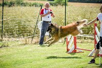 038-MIK -25062017-AGI 7419AGILITY 1 : 2017, 25 JUIN 2017, AGILITY 1, AGILITY CLAYE SOUILLY 2017, CAT.C, D55, VIGILIA SACRA MIK