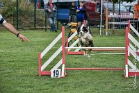 002 CHELSEA-05082017-AGI 8740AGILITY COMPIEGNE 2017 - STANDARD : 2017, 25 JUIN 2017, AGILITY COMPIEGNE 2017, AGILITY STANDARD, CAT.C, CYRIELLE DITE CHELSEA, D37