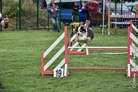 003 CHELSEA-05082017-AGI 8741AGILITY COMPIEGNE 2017 - STANDARD : 2017, 25 JUIN 2017, AGILITY COMPIEGNE 2017, AGILITY STANDARD, CAT.C, CYRIELLE DITE CHELSEA, D37