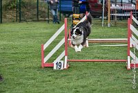 004 CHELSEA-05082017-AGI 8742AGILITY COMPIEGNE 2017 - STANDARD : 2017, 25 JUIN 2017, AGILITY COMPIEGNE 2017, AGILITY STANDARD, CAT.C, CYRIELLE DITE CHELSEA, D37