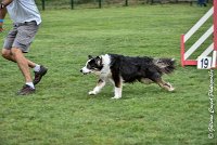 005 CHELSEA-05082017-AGI 8743AGILITY COMPIEGNE 2017 - STANDARD : 2017, 25 JUIN 2017, AGILITY COMPIEGNE 2017, AGILITY STANDARD, CAT.C, CYRIELLE DITE CHELSEA, D37