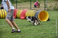 007 CHELSEA-05082017-AGI 8746AGILITY COMPIEGNE 2017 - STANDARD : 2017, 25 JUIN 2017, AGILITY COMPIEGNE 2017, AGILITY STANDARD, CAT.C, CYRIELLE DITE CHELSEA, D37