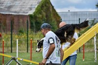 008 CHELSEA-05082017-AGI 8747AGILITY COMPIEGNE 2017 - STANDARD : 2017, 25 JUIN 2017, AGILITY COMPIEGNE 2017, AGILITY STANDARD, CAT.C, CYRIELLE DITE CHELSEA, D37