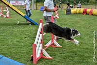 009 CHELSEA-05082017-AGI 8749AGILITY COMPIEGNE 2017 - STANDARD : 2017, 25 JUIN 2017, AGILITY COMPIEGNE 2017, AGILITY STANDARD, CAT.C, CYRIELLE DITE CHELSEA, D37