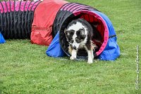 011 CHELSEA-05082017-AGI 8751AGILITY COMPIEGNE 2017 - STANDARD : 2017, 25 JUIN 2017, AGILITY COMPIEGNE 2017, AGILITY STANDARD, CAT.C, CYRIELLE DITE CHELSEA, D37