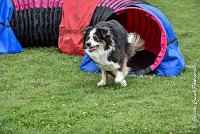 012 CHELSEA-05082017-AGI 8752AGILITY COMPIEGNE 2017 - STANDARD : 2017, 25 JUIN 2017, AGILITY COMPIEGNE 2017, AGILITY STANDARD, CAT.C, CYRIELLE DITE CHELSEA, D37