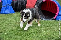 013 CHELSEA-05082017-AGI 8753AGILITY COMPIEGNE 2017 - STANDARD : 2017, 25 JUIN 2017, AGILITY COMPIEGNE 2017, AGILITY STANDARD, CAT.C, CYRIELLE DITE CHELSEA, D37