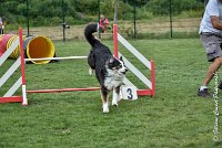 017 CHELSEA-05082017-AGI 8764AGILITY COMPIEGNE 2017 - STANDARD : 2017, 25 JUIN 2017, AGILITY COMPIEGNE 2017, AGILITY STANDARD, CAT.C, CYRIELLE DITE CHELSEA, D37