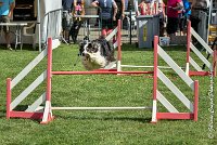 019 CHELSEA-05082017-AGI 0311AGILITY COMPIEGNE 2017 - AGILITY 1 : 2017, 25 JUIN 2017, AGILITY 1, AGILITY COMPIEGNE 2017, CAT.C, CYRIELLE DITE CHELSEA